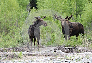 Pair of Moose feeding near a river .