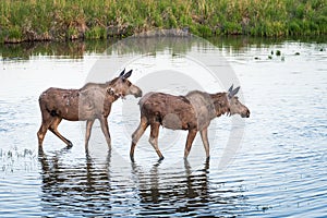 Pair of Moose in Potter Marsh