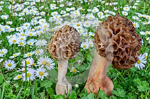 Pair of Morchella esculenta