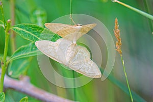 mating moth