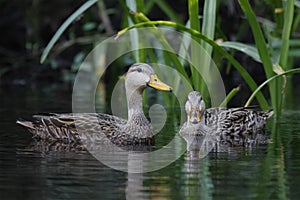 Pair of Mottled Ducks on a Florida river