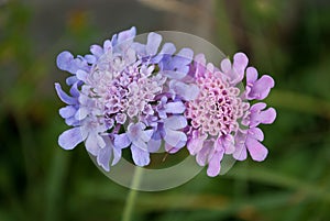 A pair of mountain flowers in love