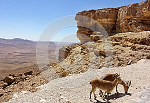 Pair of mountain goats