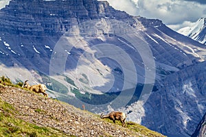 Pair of Mountain Goats Grazing on Parker Ridge in Canadian Rockies photo