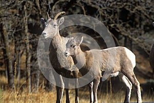 Pair of Mountain Goats outside of Mount Rushmore, SD