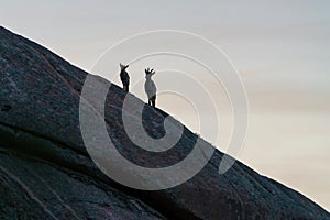 Pair of mountain goats on rock