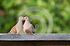 Pair of Mourning doves Zenaida macroura photo