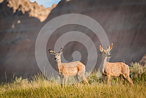 Pair of Mule Deer with Badlands Ridgeline