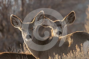 A pair of mule deer looking towards the camera with evening light behind them