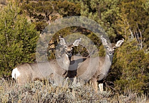 Pair of Mule Deer