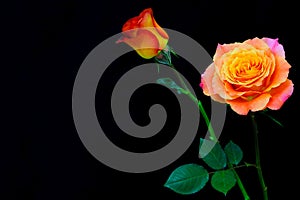 Pair of multi color roses presented against black background