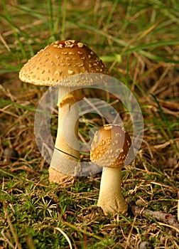Pár z houby 