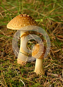 Pair of mushrooms photo
