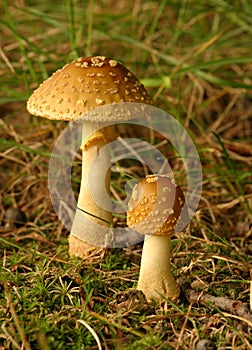 Pair of mushrooms