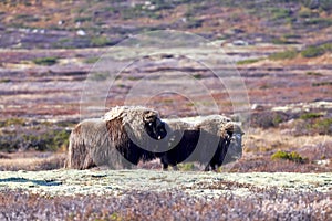 A pair of musk oxen in Scandinavia’s mountain region in autumn