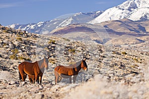 Pair of Mustangs photo