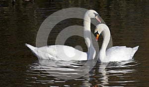 Un par de rechazar cisnes 