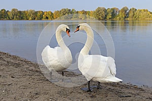 Un par de rechazar cisnes 