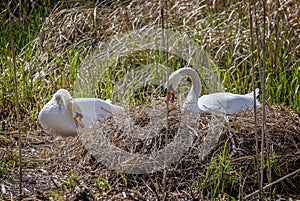 Pair of mute swans with beaks open building nest in reed bed