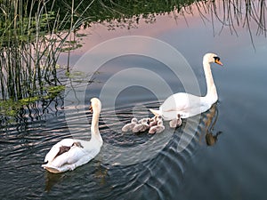 Pair of Mute Swans with Cygnets - Sunset photo