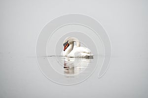 A pair of mute swans Cygnus olor on a misty covered lake