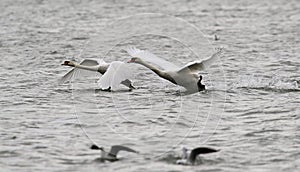 Pair of Mute Swans flying