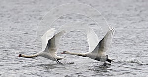 Pair of Mute Swans flying