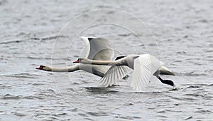 Pair of Mute Swans flying