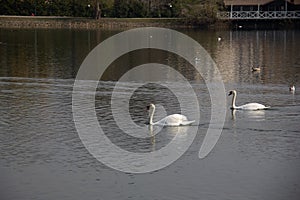 A pair of mute swans are gliding by in the calm pond in the park Pildammsparken in MalmÃ¶, Sweden