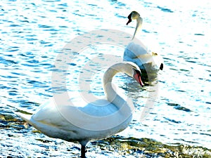 A pair of mute swans waddles to shore in backlit