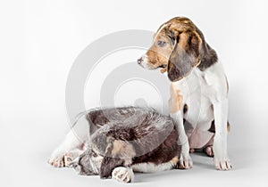 pair of mutts puppy on a white background