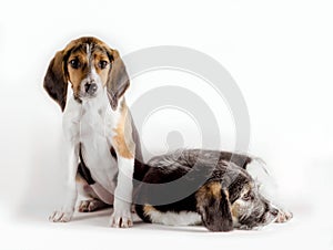 pair of mutts puppy on a white background