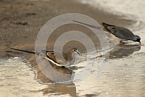 The pair of Namaqua doves Oena capensis is drinking from the puddle and sitting on the sandy shore