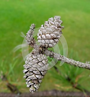 Pair of natural tenacious dry and weathered pinecones hanging together on a bare tree branch