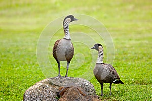 Pair of nene geese photo