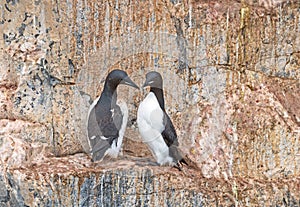 A Pair of Nesting Brunnichs Guillemots on a Cliff Face