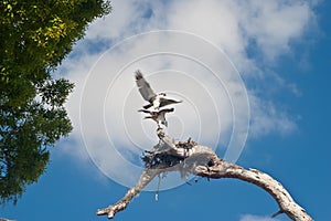 Pair of Nesting Osprey