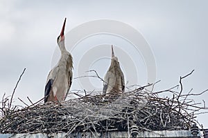 A pair of nesting storks