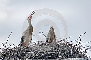 A pair of nesting storks