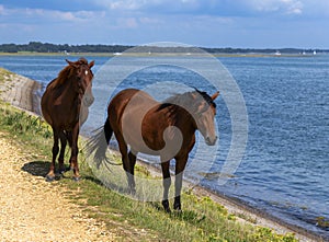 a pair of New Forest ponies on the shoreline at North Solent, Lymington photo