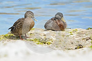 Pair of New Zealand Mallards