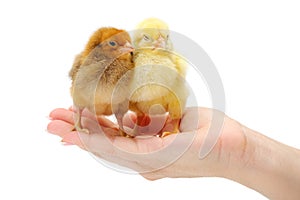 Pair of newborn chickens standing in human hand