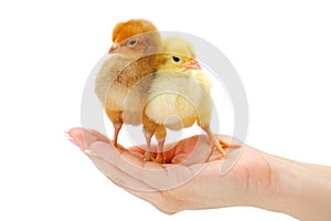 Pair of newborn chickens standing in human hand