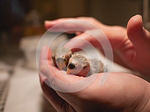 Pair of newborn lovebirds in hand and finger caress. Closeup.