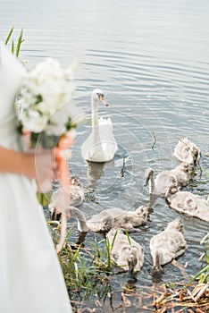 A pair of newlyweds with a bouquet of white roses sits near the lake. swan swims