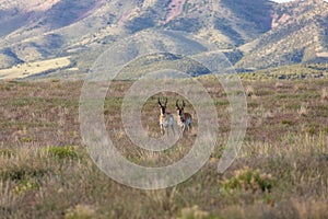 Pronghorn Antelope Bucks on the Utah Prairie