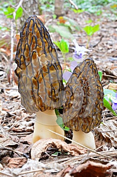 A pair of nice specimen of Black morel mushrooms