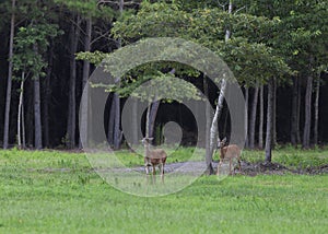 Pair of North Carolina Whitetail deer