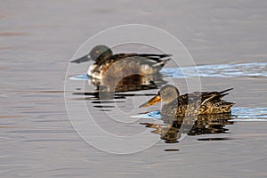 Pair of Norther Shoveler