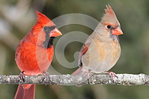 Pair of Northern Cardinals photo